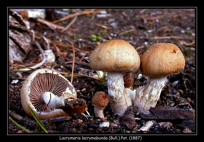 Inocybe?